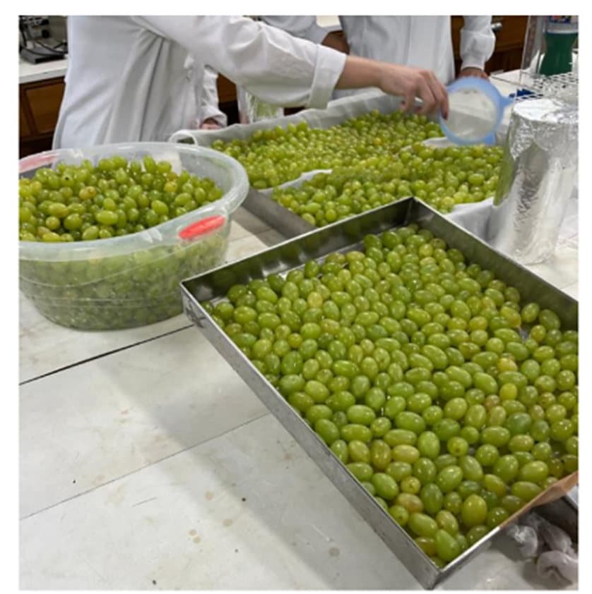 Uvas recebendo o revestimento no laboratório da Frutify